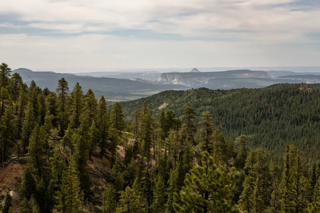 Riggs Spring Loop