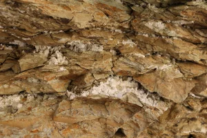 Small white mineral crystals grow between layers of brown rock.