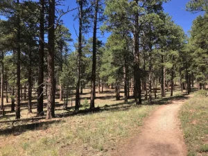 A dirt trail leads through a forest.