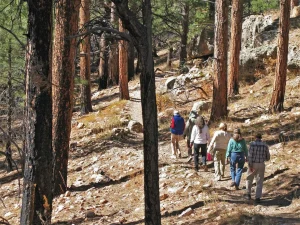 A group of people walk down a dirt trail through tall ponderosa pines