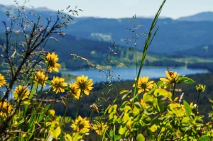 Wildflowers with a lake in the background.