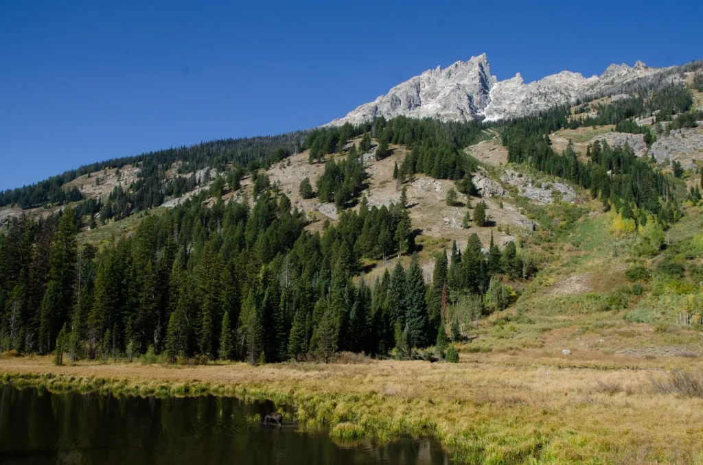 Moose Ponds