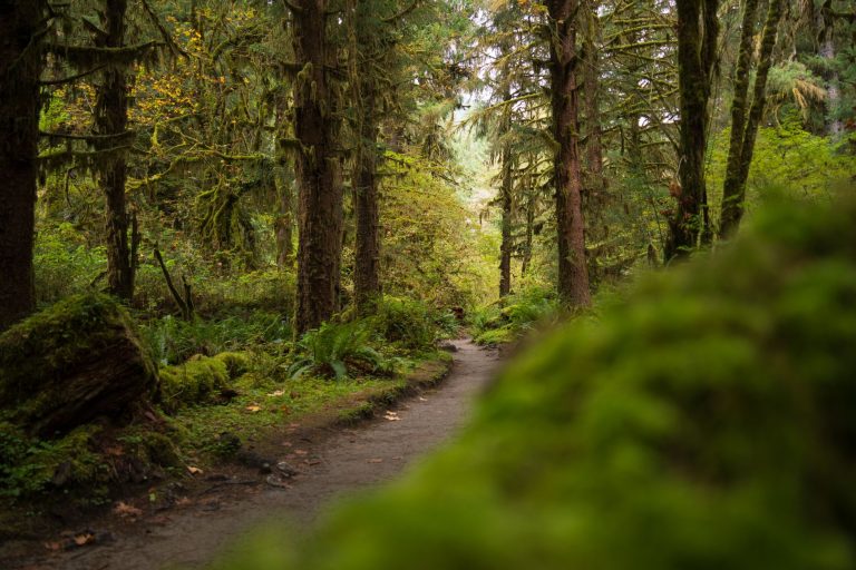 Olympic National Park vs Mount Rainier National Park: Which Park Should You Visit?