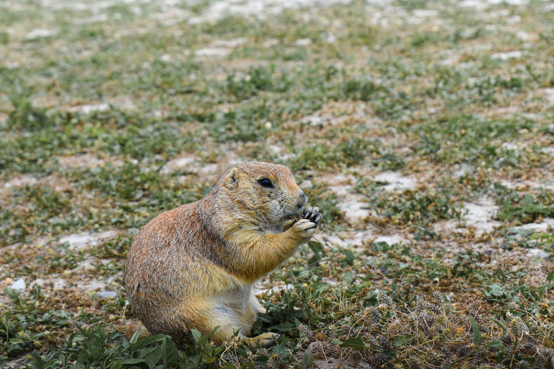 A black-tailed prairie dog feeding in South Dakota grasslands, showcasing native wildlife behavior.