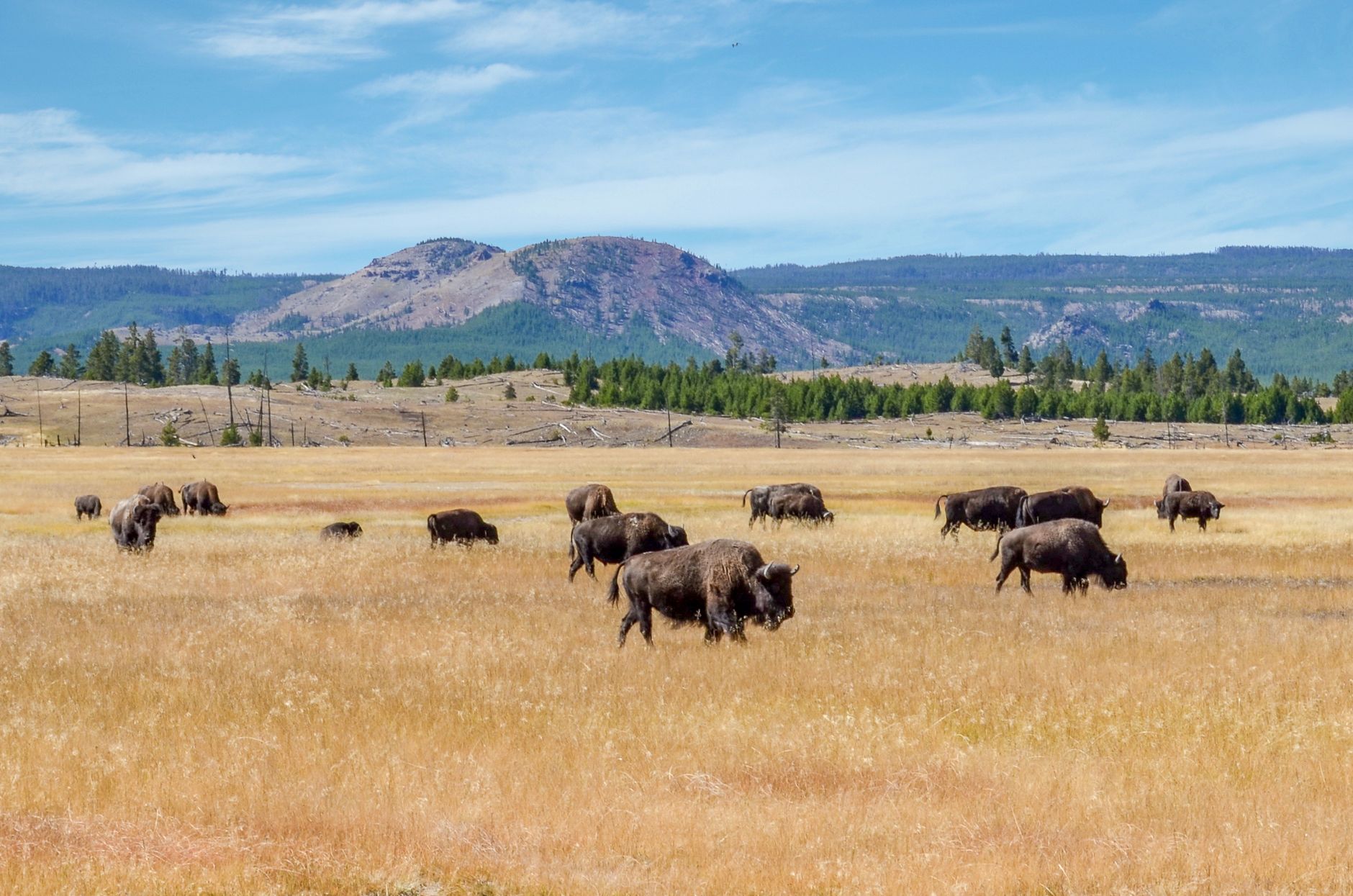 Bison grazing in the open fields of Yellowstone National Park with scenic mountain views.