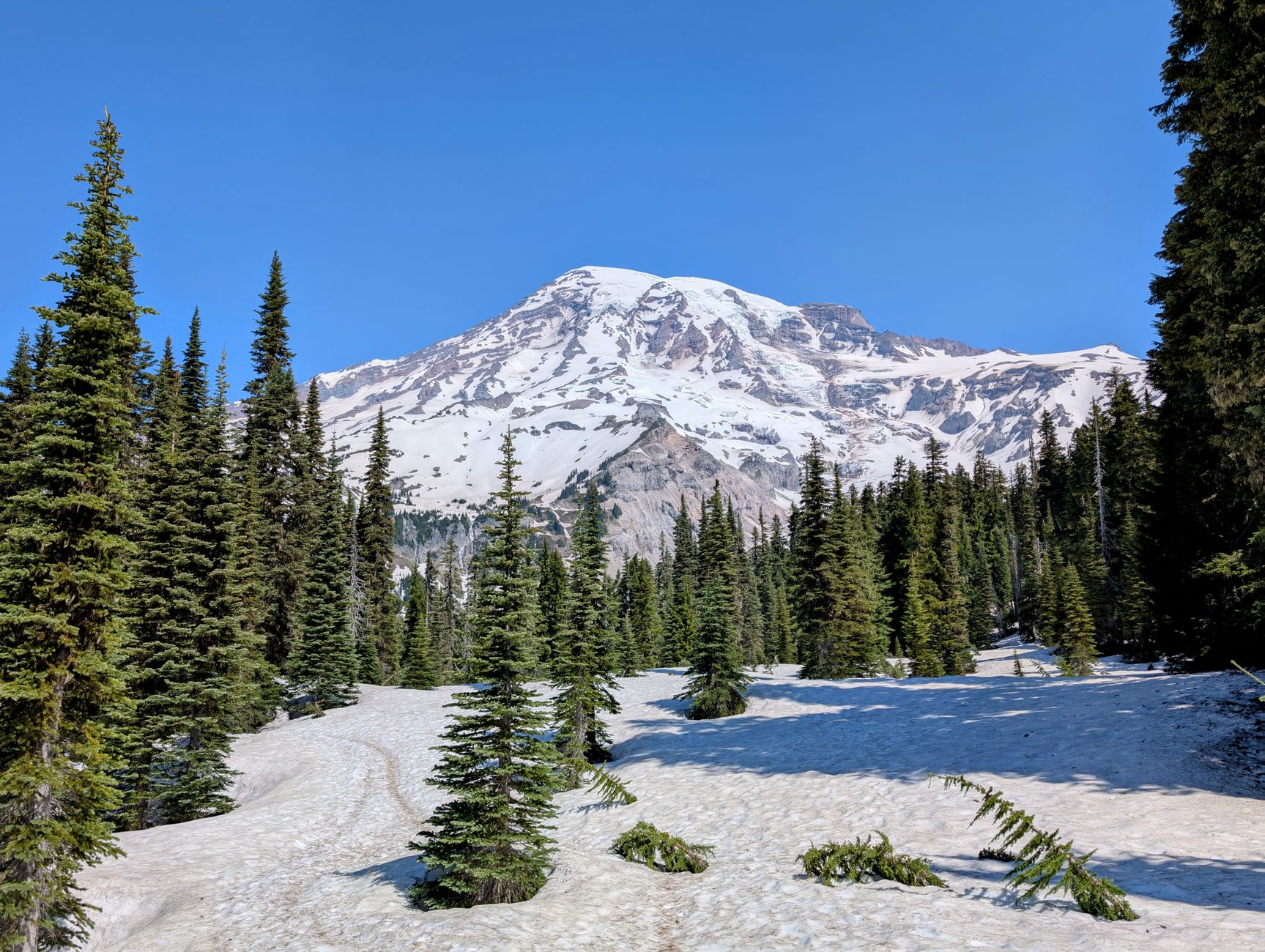 Beautiful snowy landscape of Mount Rainier and surrounding pine trees in Washington.