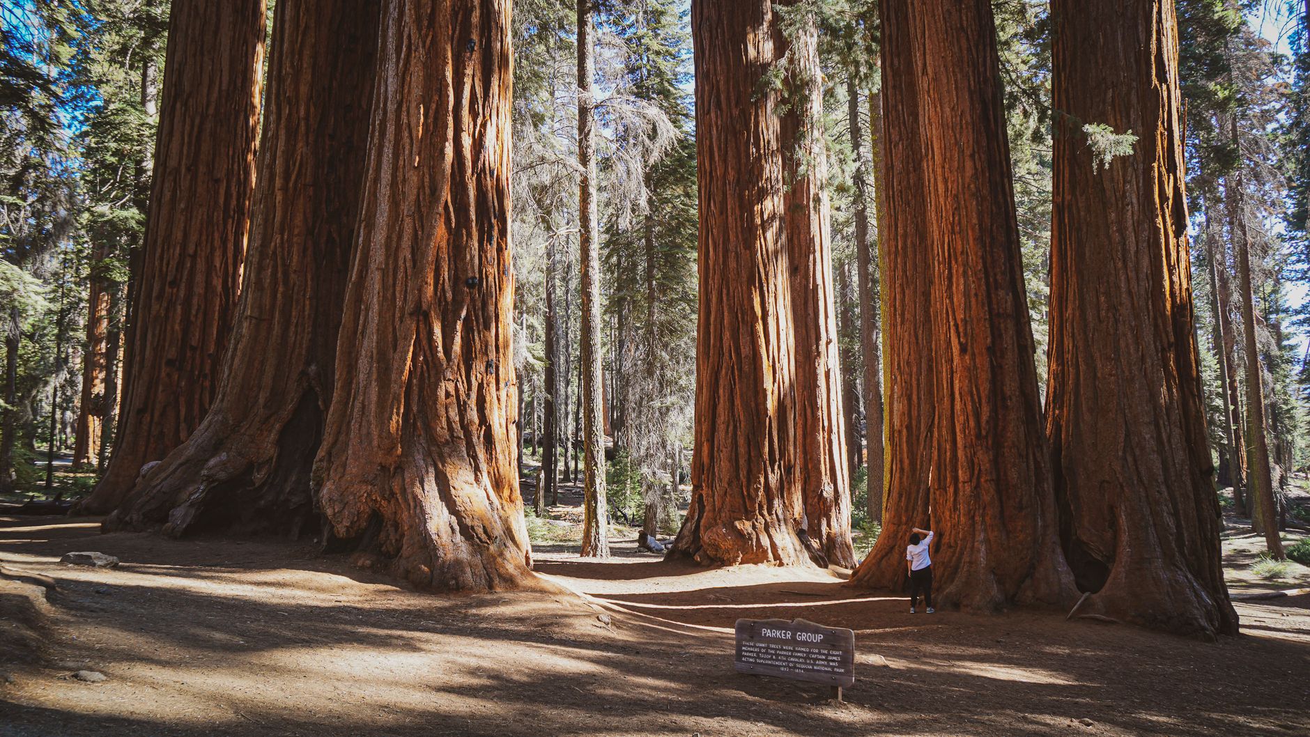 Explore the towering giant sequoias in Mariposa Grove, a stunning natural wonder in Yosemite National Park.