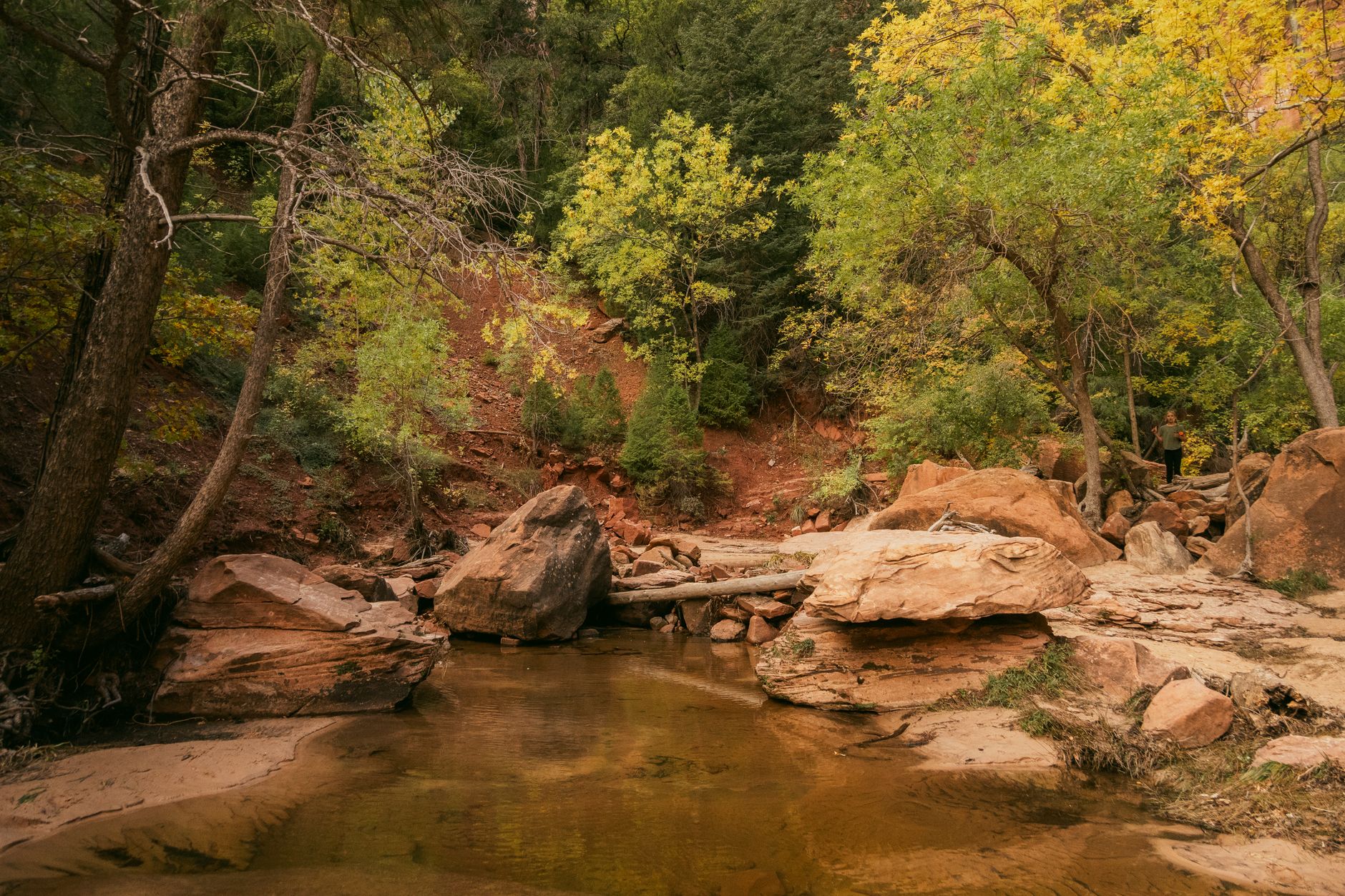 Discover the serene beauty of Zion National Park during fall, featuring vibrant foliage and tranquil streams.