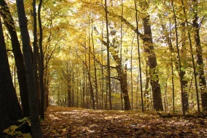 Golden leaves cling to the trees and reflect in the sun. A blanket of fallen leaves cover the trail.