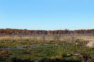 Green vegetation floats in the wetlands of Cowles Bog. Tree trunks rise from the waters.