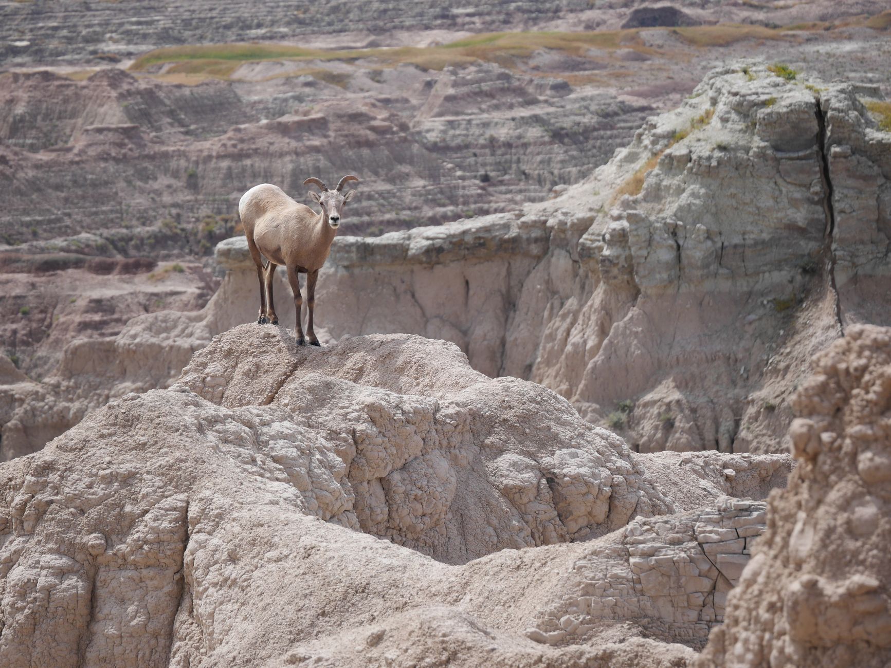 A bighorn sheep stands atop rugged terrain in the Badlands of South Dakota, showcasing natural beauty.