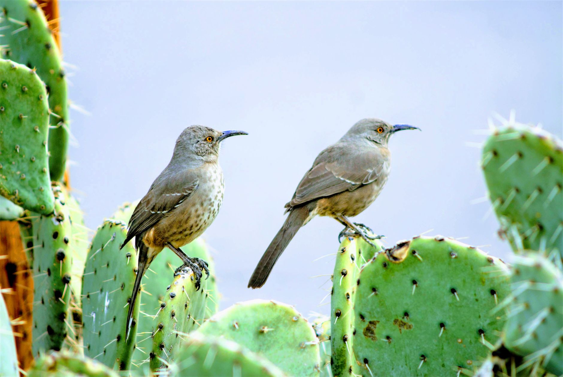 Two curve-billed thrashers perched on prickly pear cactus, showcasing desert wildlife.