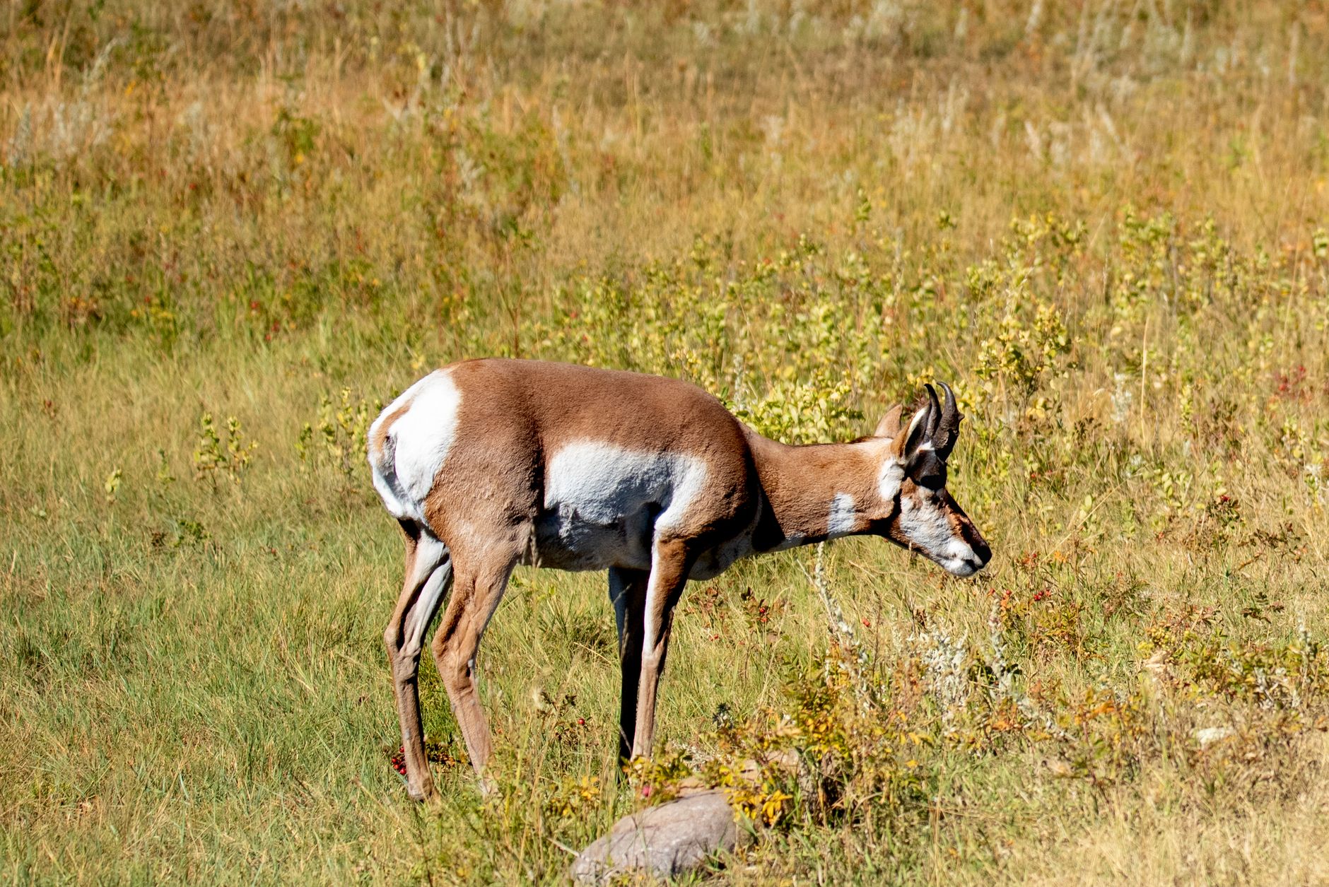 A pronghorn antelope grazing on the plains of South Dakota during a sunny day, showcasing natural wildlife.