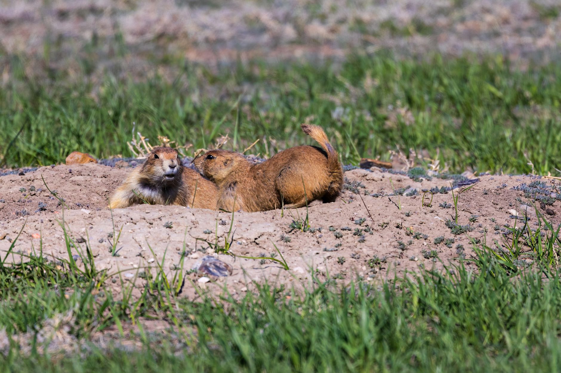 Pair of black-tailed prairie dogs in Badlands, South Dakota