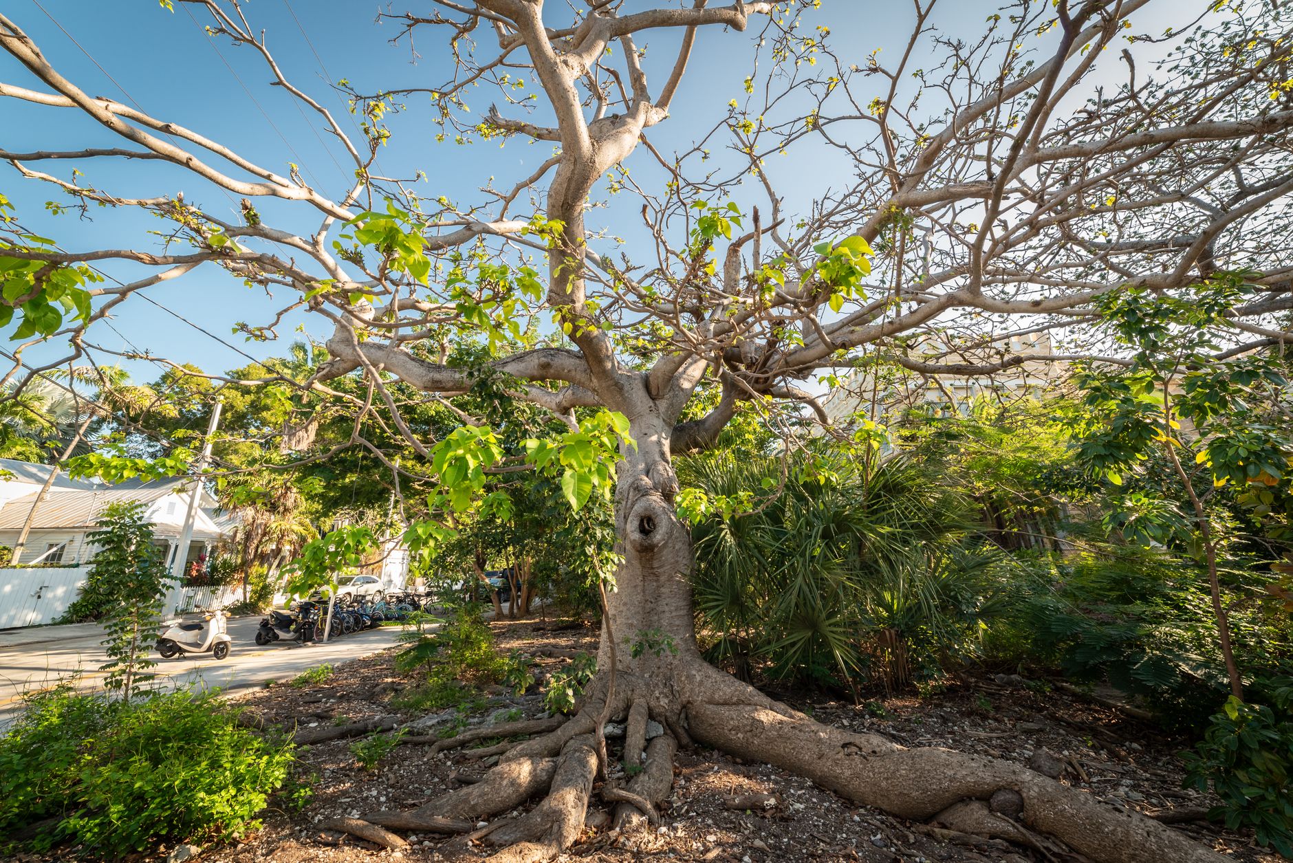 Stunning view of a Ceiba tree with sprawling branches and lush foliage in Key West, Florida.