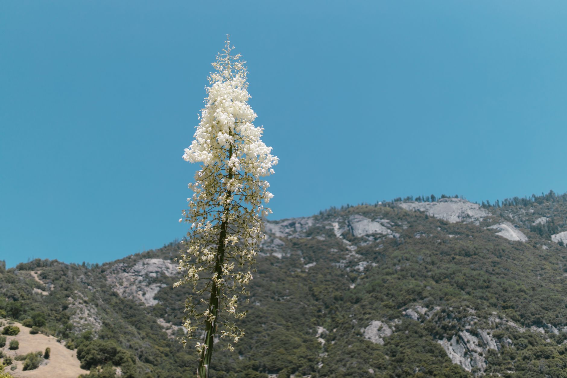 Captivating view of blooming foothill yucca against a scenic mountainous backdrop in a national park.