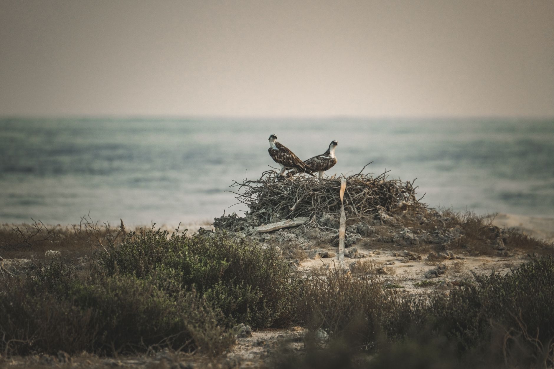 A pair of ospreys perched on a nest near the ocean, surrounded by coastal vegetation.