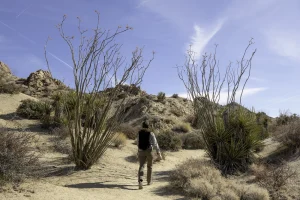 A hiker walks on a dirt trail between two ocotillo plants.