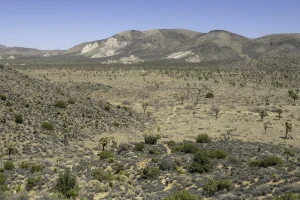 A landscape filled with scattered Joshua trees, hills, and mountains in the background.