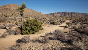 A dirt path surrounded by desert shrubs and one Joshua tree with hills in the background.