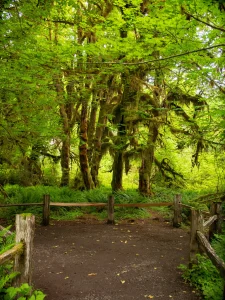 A grove of huge, moss-laden maple trees towers over a forest floor thick with ferns.