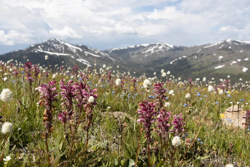 Chittenden Road – Mount Washburn Trail