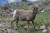 Bighorn Sheep
