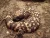 Gila Monster