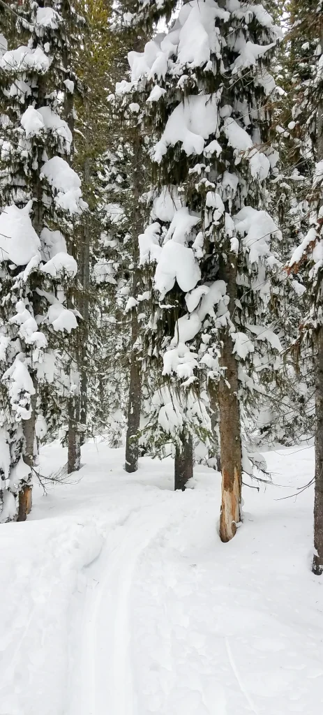 Howard Eaton Trail (Old Faithful Area)