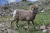 Bighorn Sheep