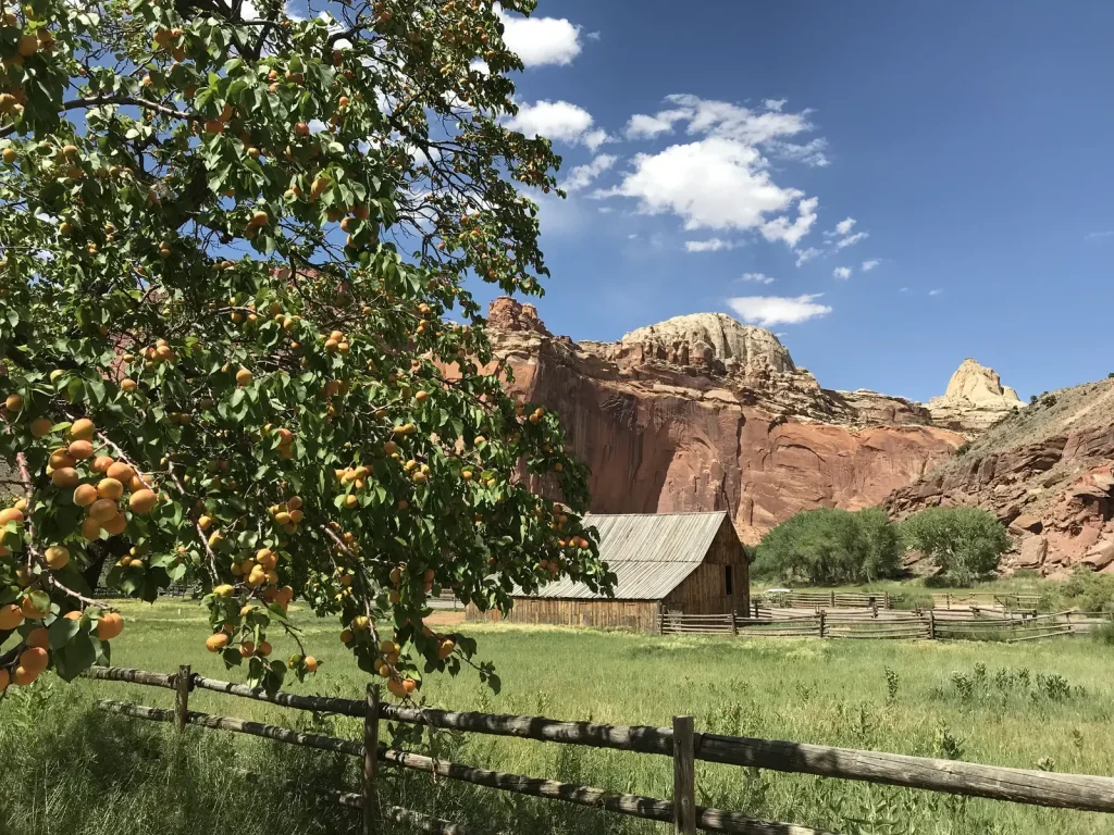 Capitol Reef Orchards