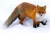 Red Fox