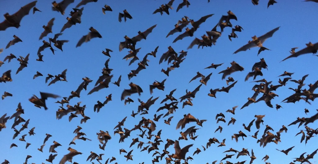 Bat Flight Program