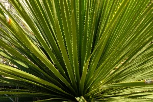 Close up of the sotol plant.