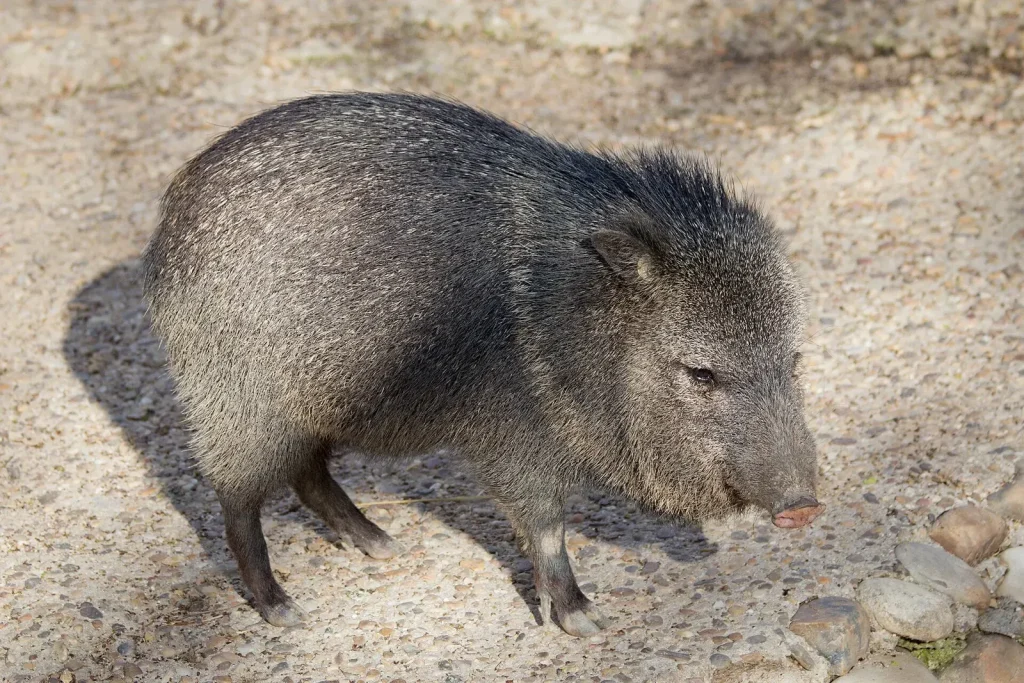 Javelina (Collared Peccary)