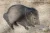 Javelina (Collared Peccary)