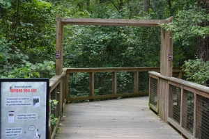 A wooden pathway/trail leading into a forest