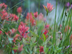 Magenta paintbrush