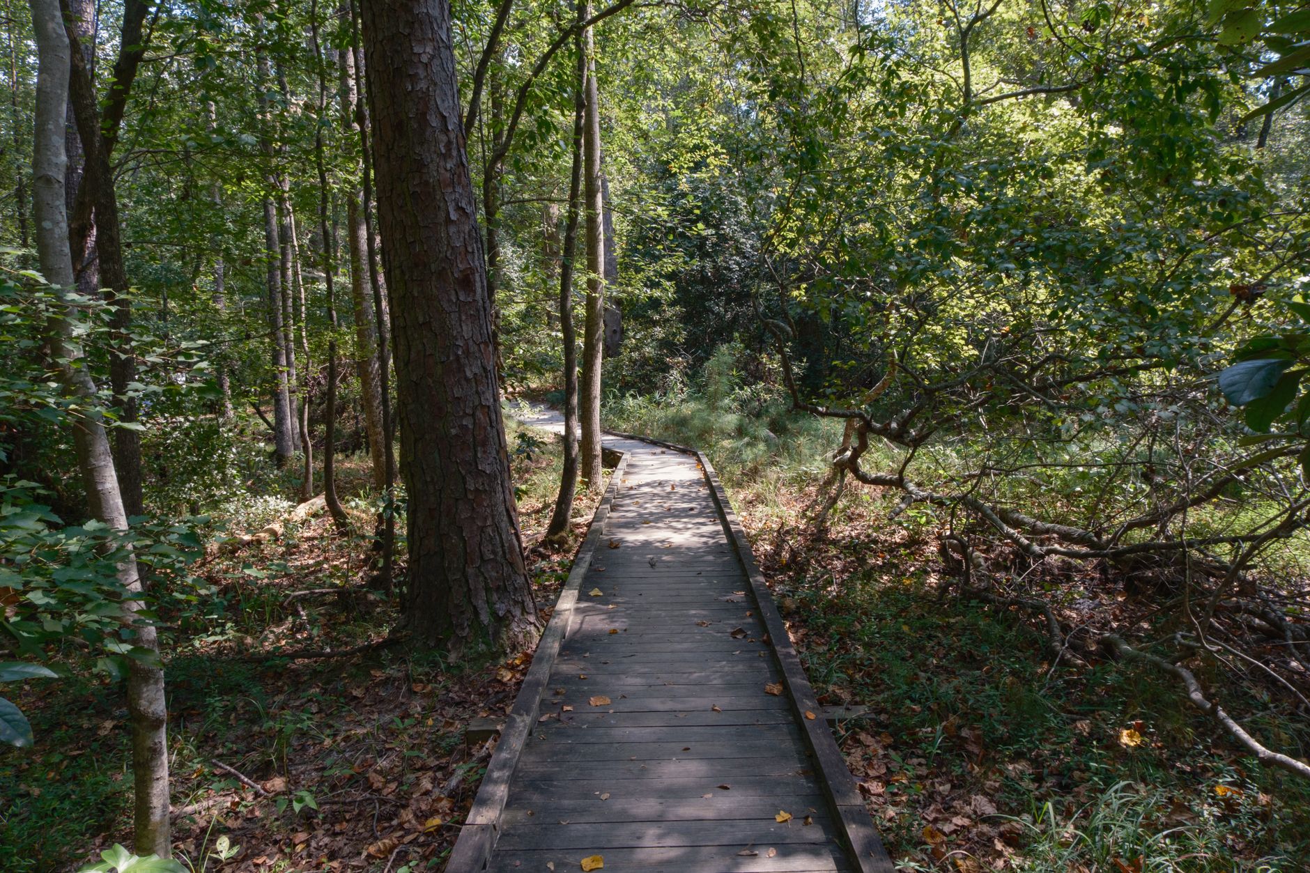 Explore a serene wooded path in Columbia, South Carolina, surrounded by lush greenery.