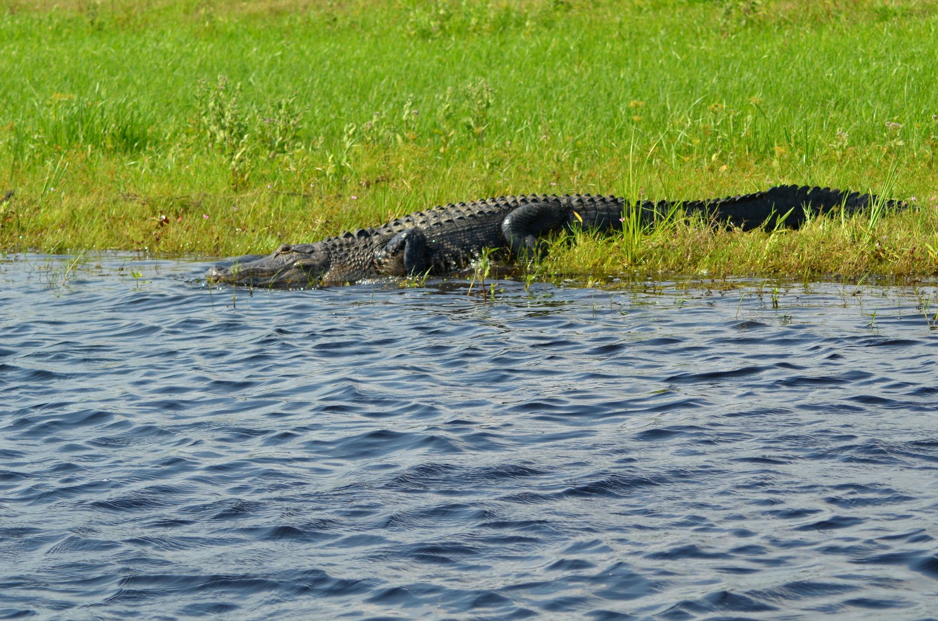 Close-up of a wild alligator lying on the lake shore in Orlando, FL.