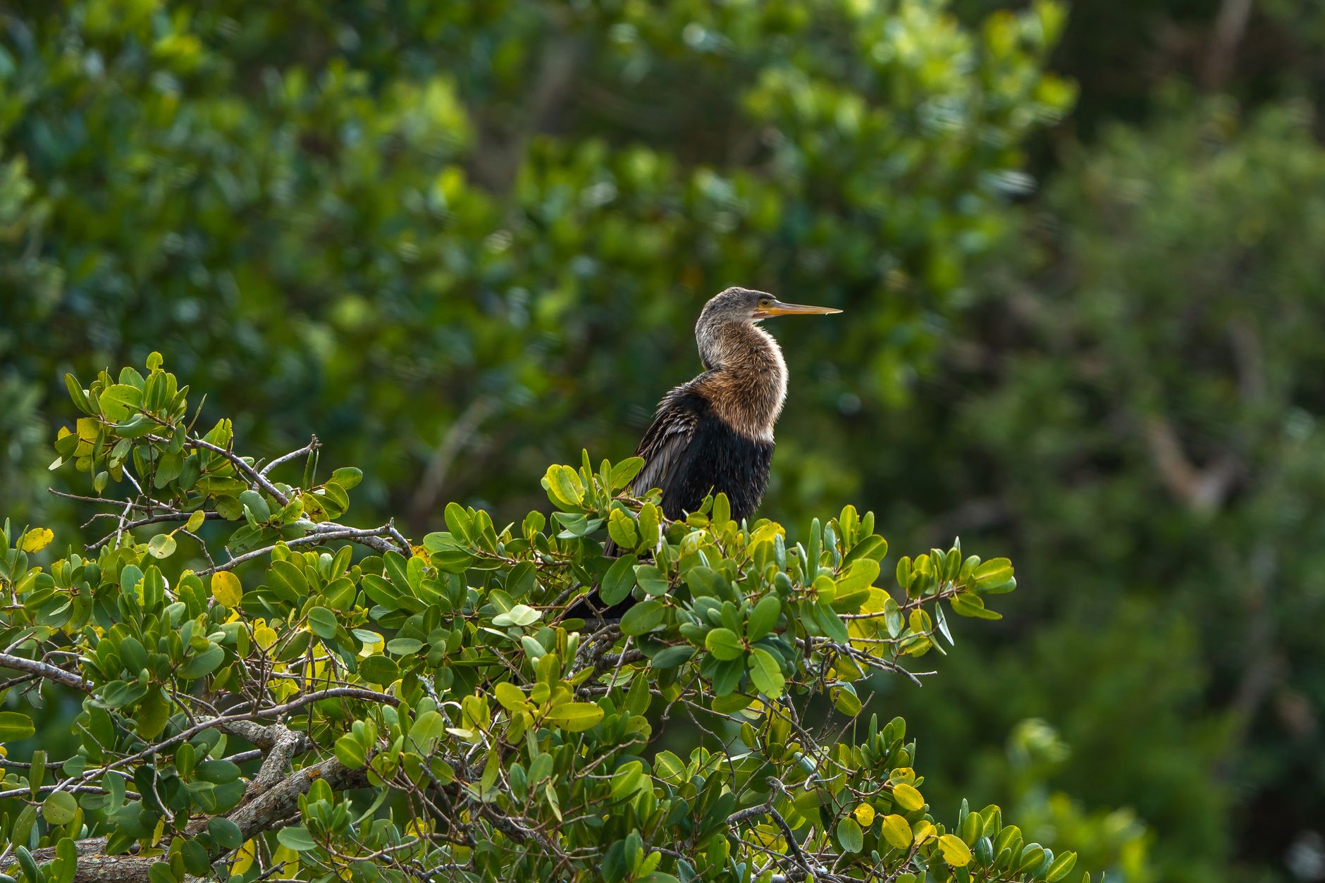 A stunning anhinga perched on vibrant green foliage in Bradenton, Florida, highlighting its natural habitat.