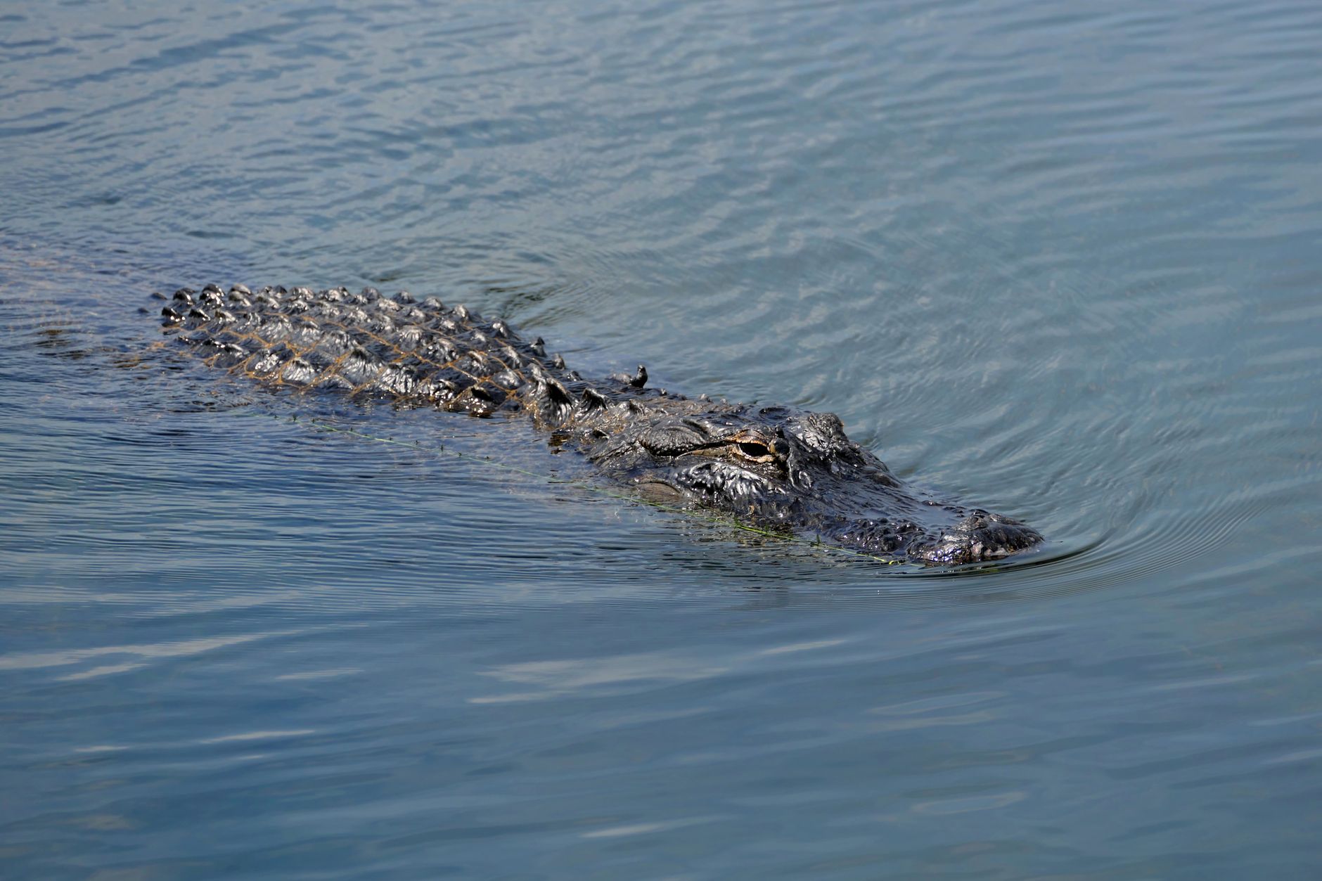 Close-up of an American alligator swimming calmly in open water, showcasing its natural habitat and features.