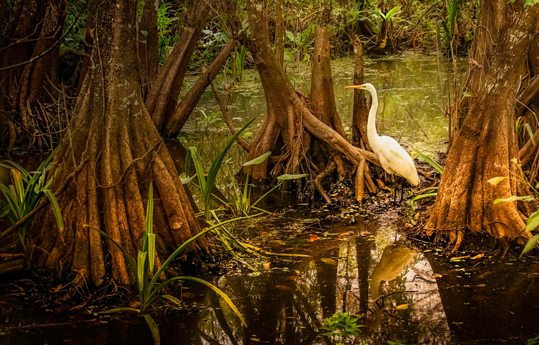 Elegant egret stands by swamp surrounded by mangrove roots and reflective water.