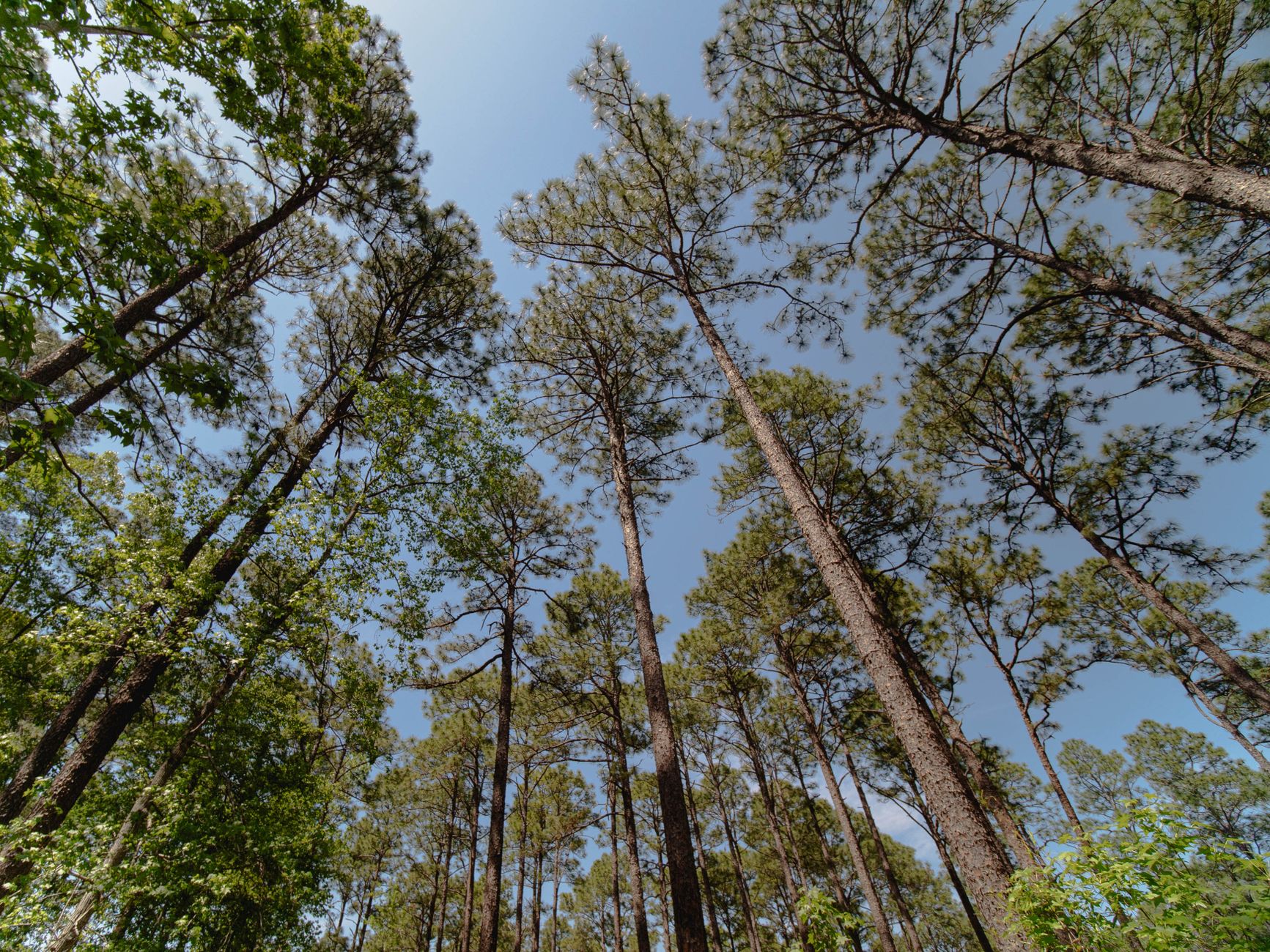 A tranquil view looking up at a majestic pine forest under a clear blue sky.
