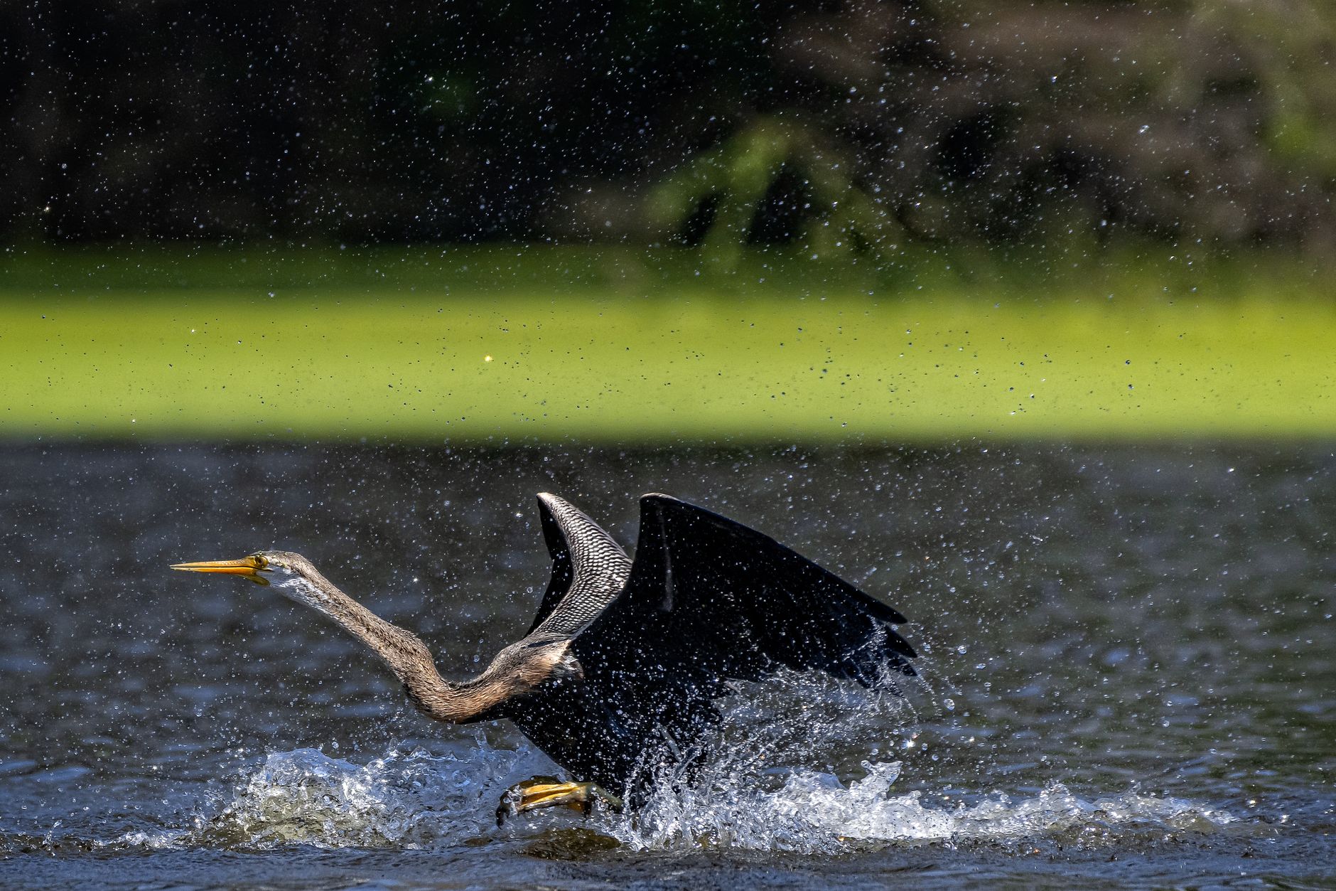 Close-up of anhinga bird spreading wings amidst splashing water in an outdoor setting.