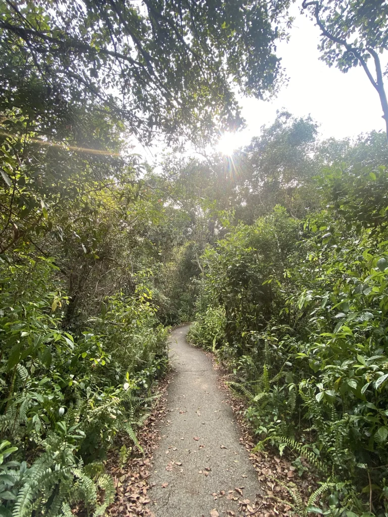 Gumbo Limbo Trail