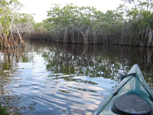 From the bow of a green kayak, the prop roots of a red mangrove tree reach into the calm water
