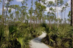 A light gray paved path meanders through green palms. Tall green pine tops reach into a blue sky