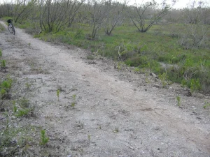A wide dirt trail between buttonwoods trees with a bike standing on its kickstand.
