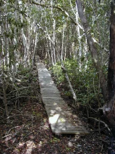 A wooden boardwalk through a dense forest of mangrove trees